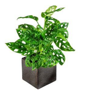 Manufacture of African Walnut Wardrobe